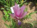 Siam Tulip / Curcuma alismatifolia 